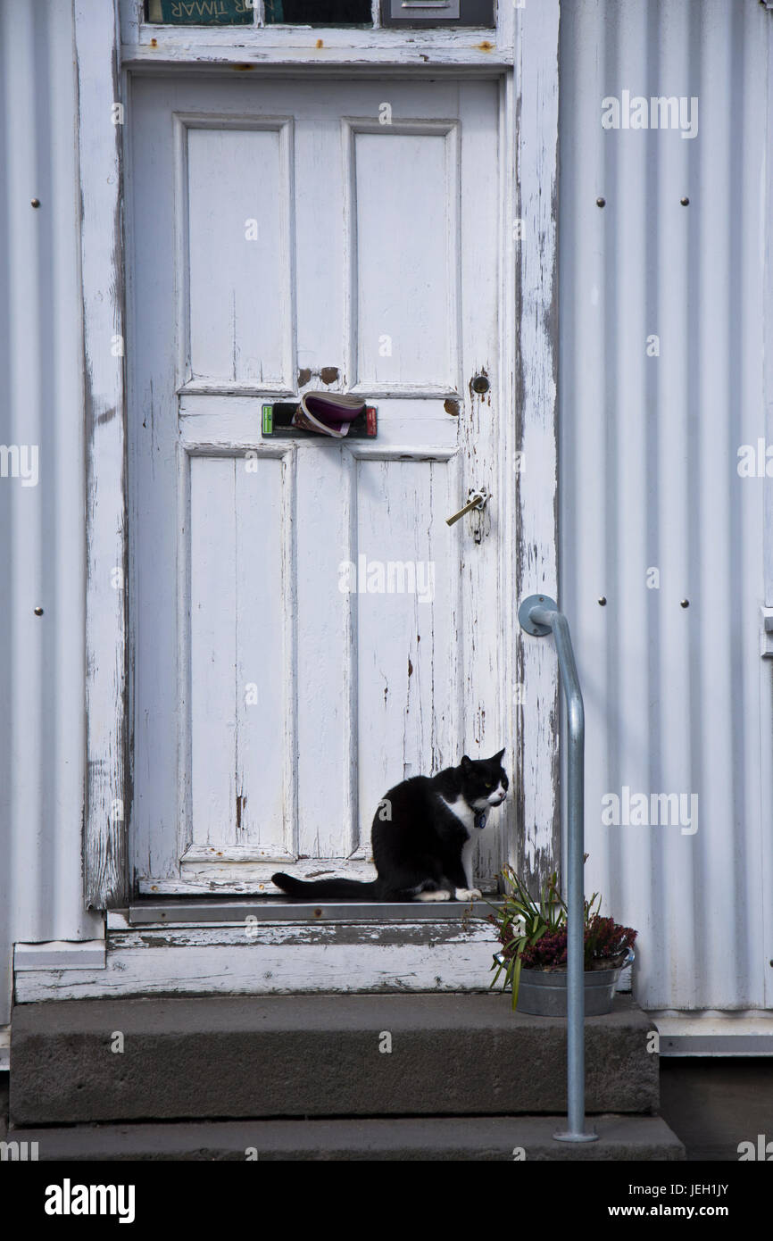 Un chat noir et blanc assis à l'extérieur un cadre rustique porte avant. Reykjavik, Islande. Banque D'Images