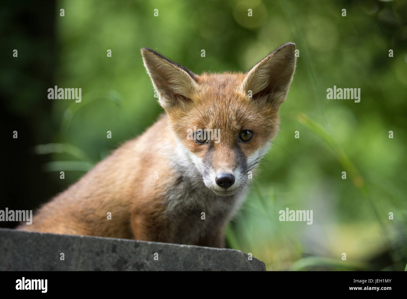 Les jeunes fox cub explorer son nouvel environnement Banque D'Images