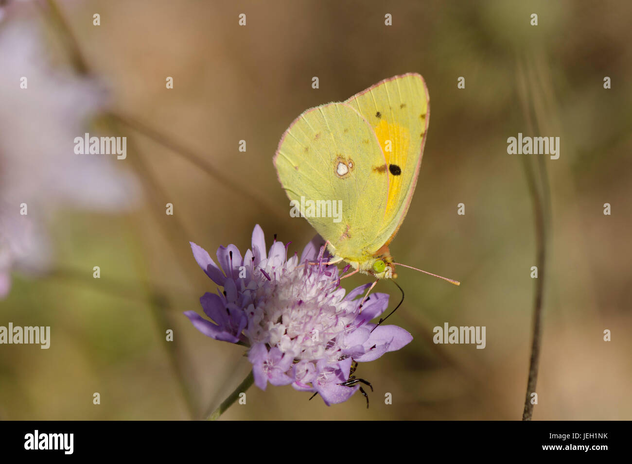 Assombri sombre ou Jaune Jaune assombrie commun, papillon Colias croceus, Espagne. Andalousie Banque D'Images