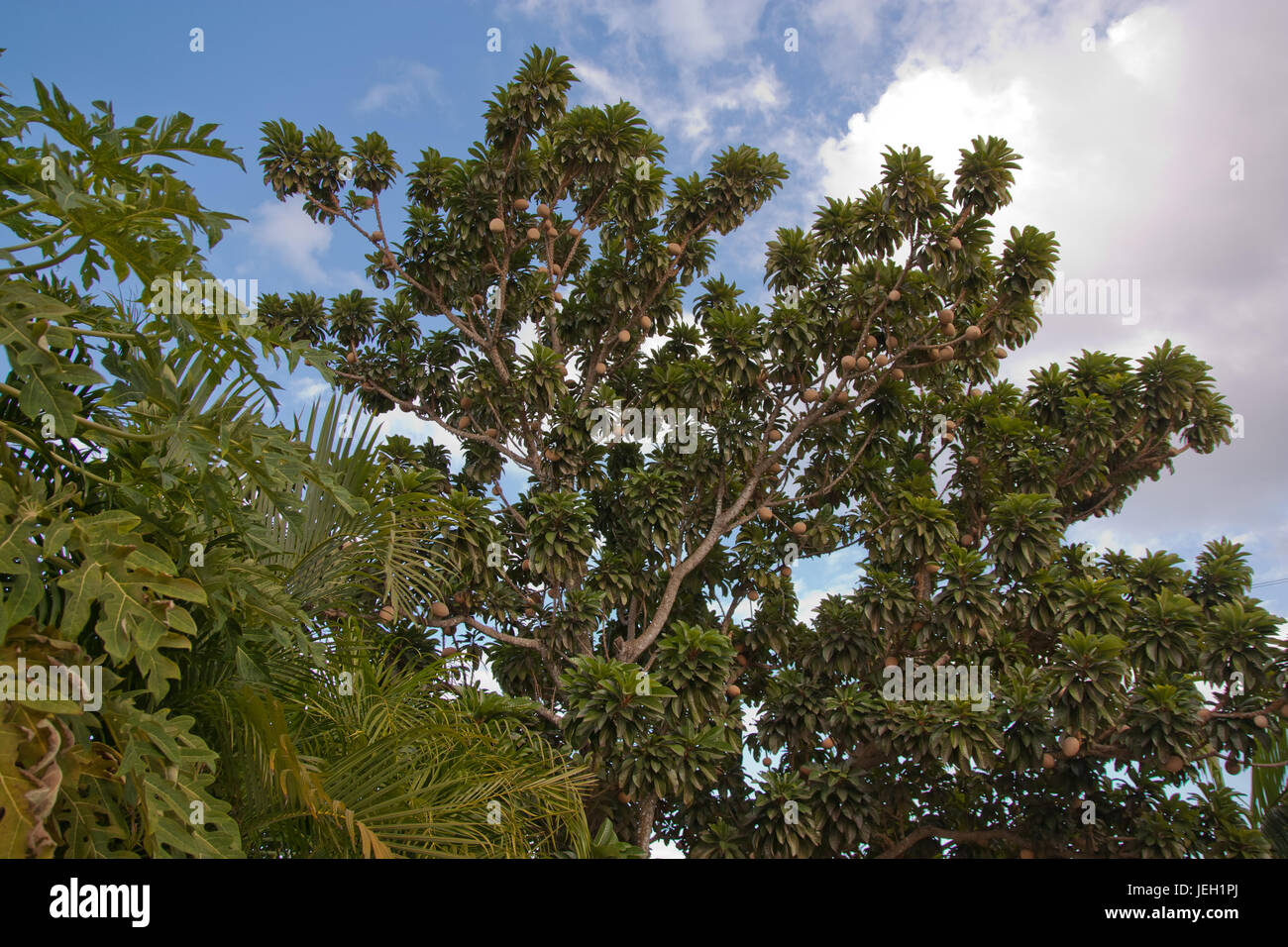 Arbre généalogique Mamey dans Merida Yucatan Banque D'Images