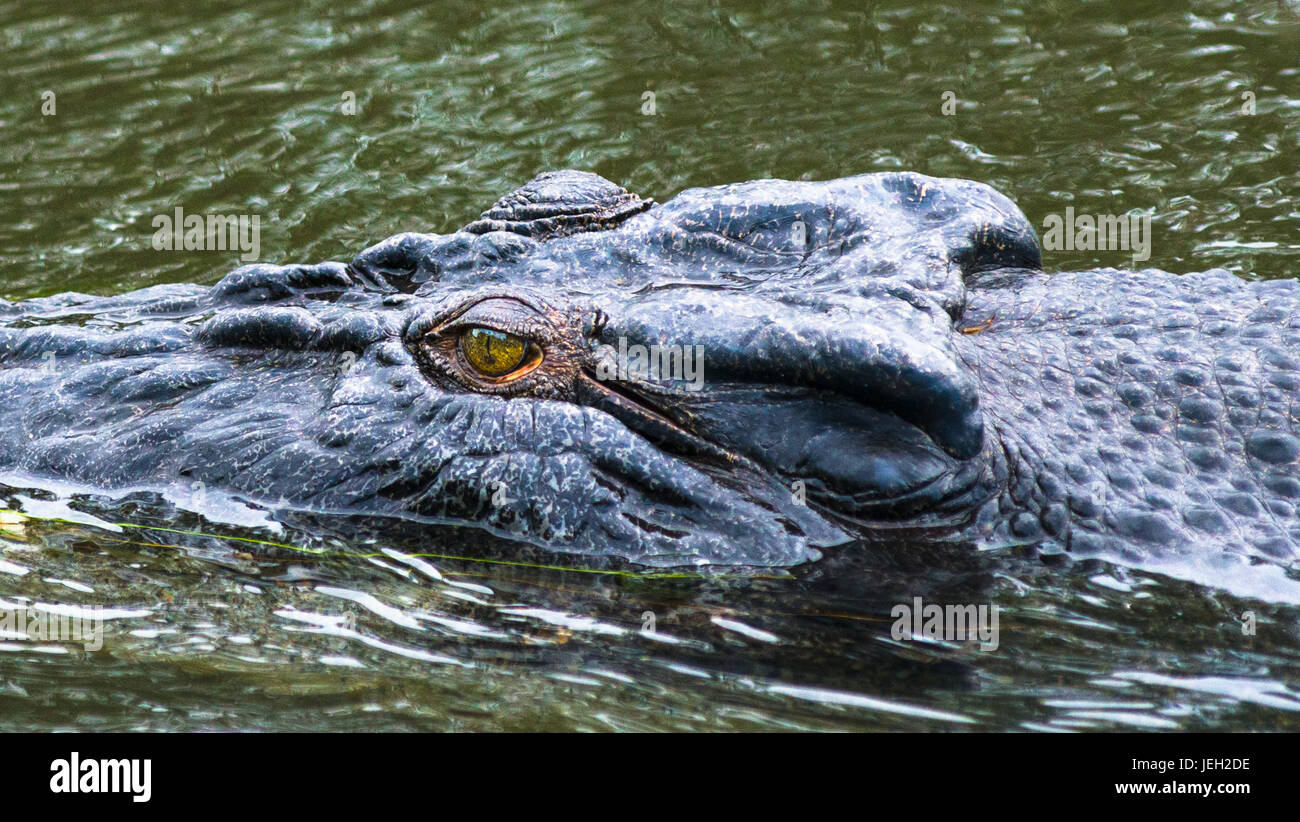 Saltwater crocodile close up on East Alligator River, le Kakadu National Park, Territoire du Nord, Australie Banque D'Images