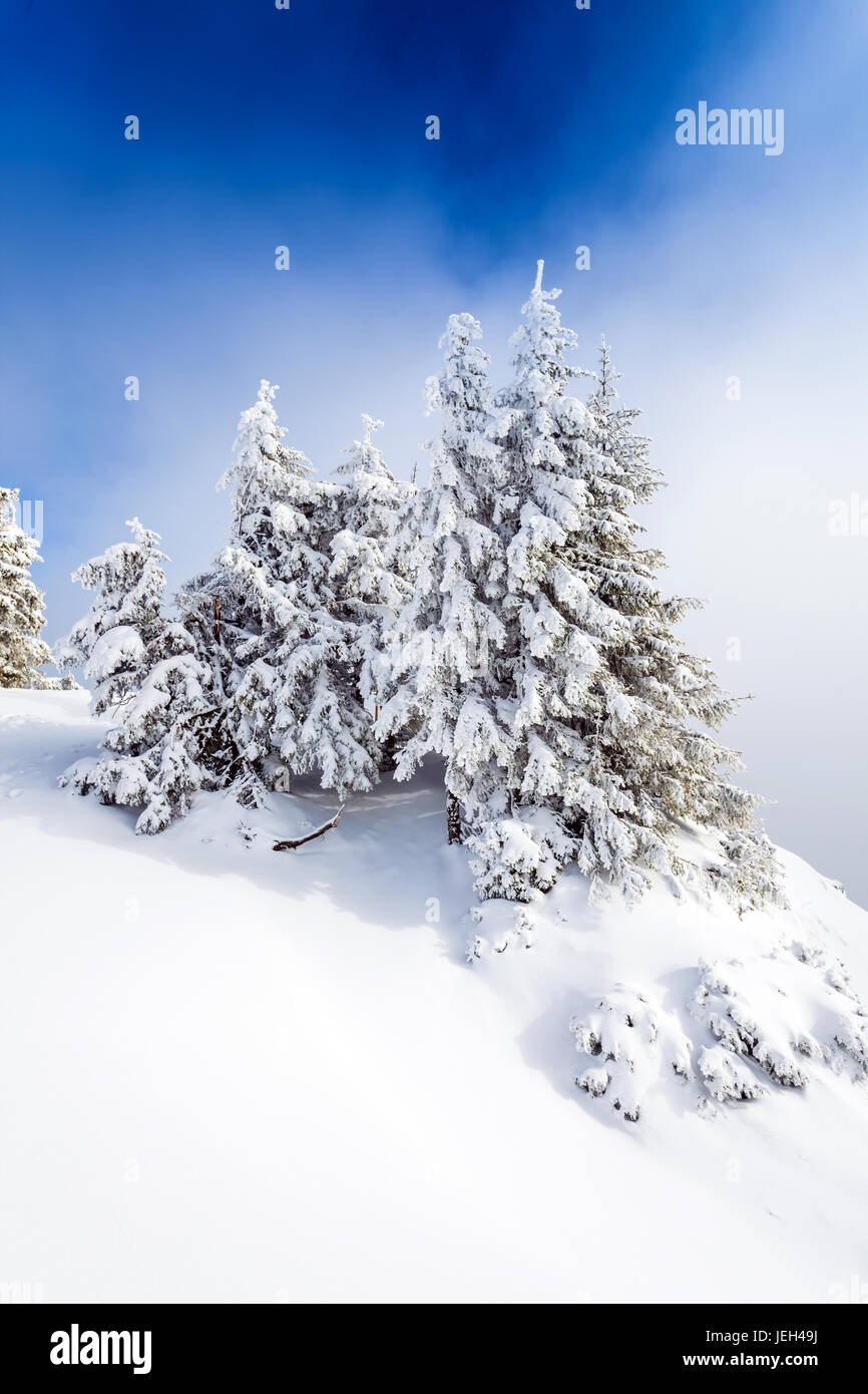 Forêt de pins couverts de neige sur la saison d'hiver - Poiana Brasov Banque D'Images