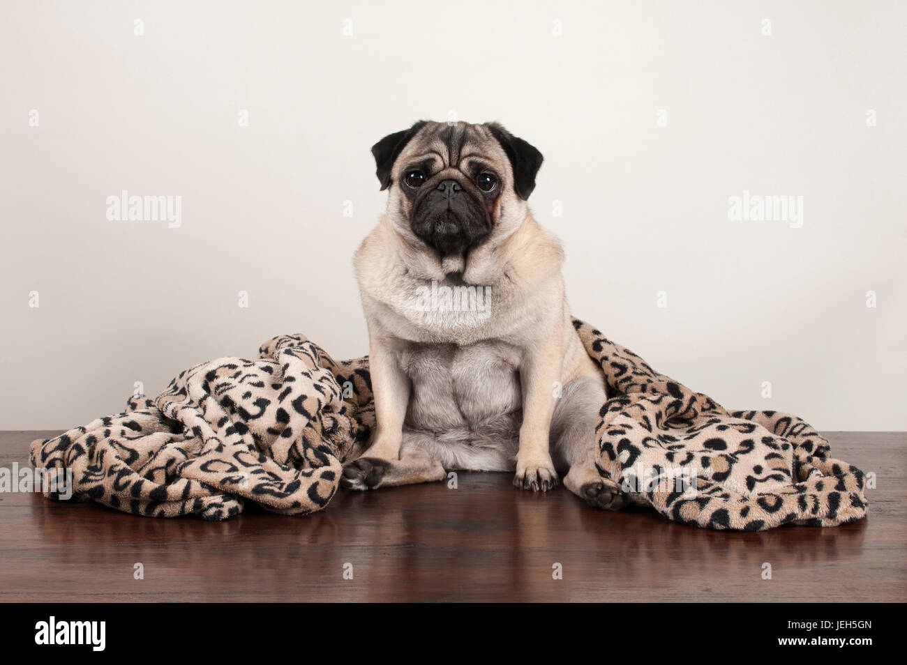 Cute puppy pug dog assis sur un plancher en bois avec Leopard print blanket Banque D'Images