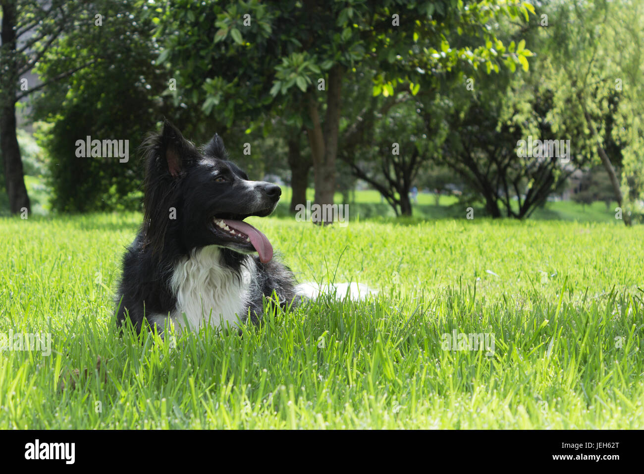 Border collie Banque D'Images