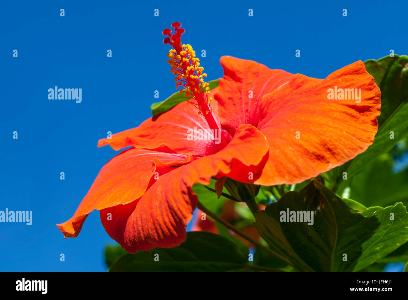 Close-up of red hibiscus flower et ciel bleu ; Maui, Hawaii, United States of America Banque D'Images