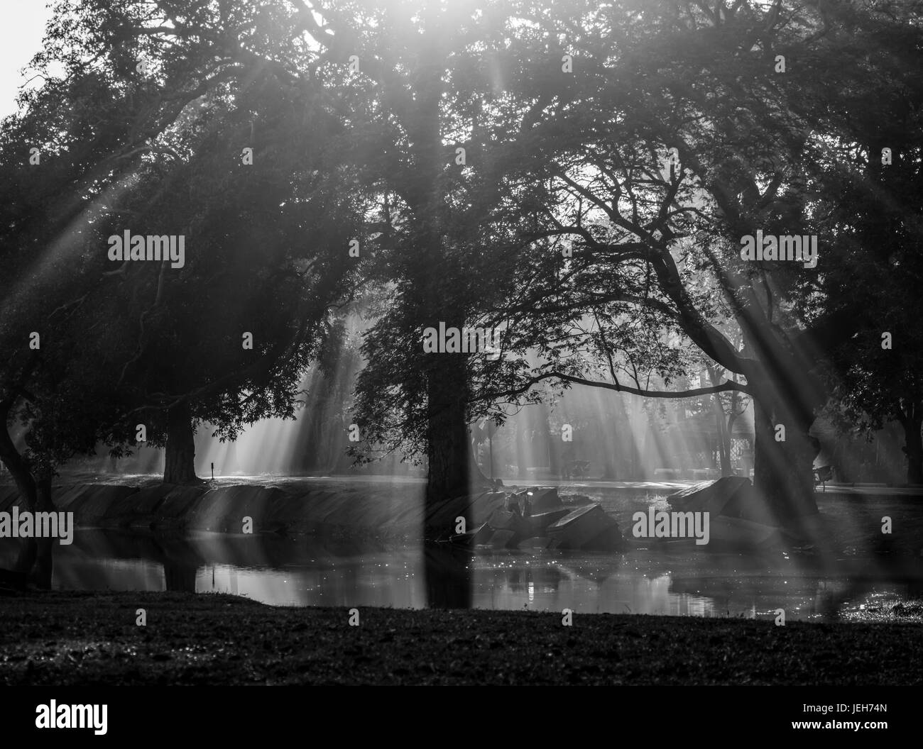 Rayons de soleil brillant à travers la silhouette d'un arbre et réfléchir sur un étang ; Krong Siem Reap, la Province de Siem Reap, Cambodge Banque D'Images