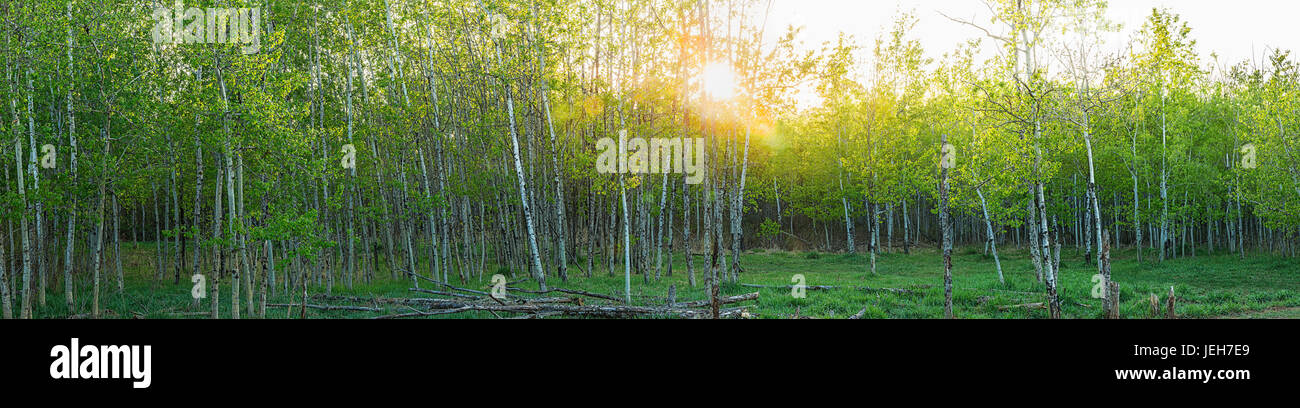 La lumière du soleil brillant à travers une forêt luxuriante, avec un ciel rougeoyant du feuillage au lever du soleil ; Alberta, Canada Banque D'Images