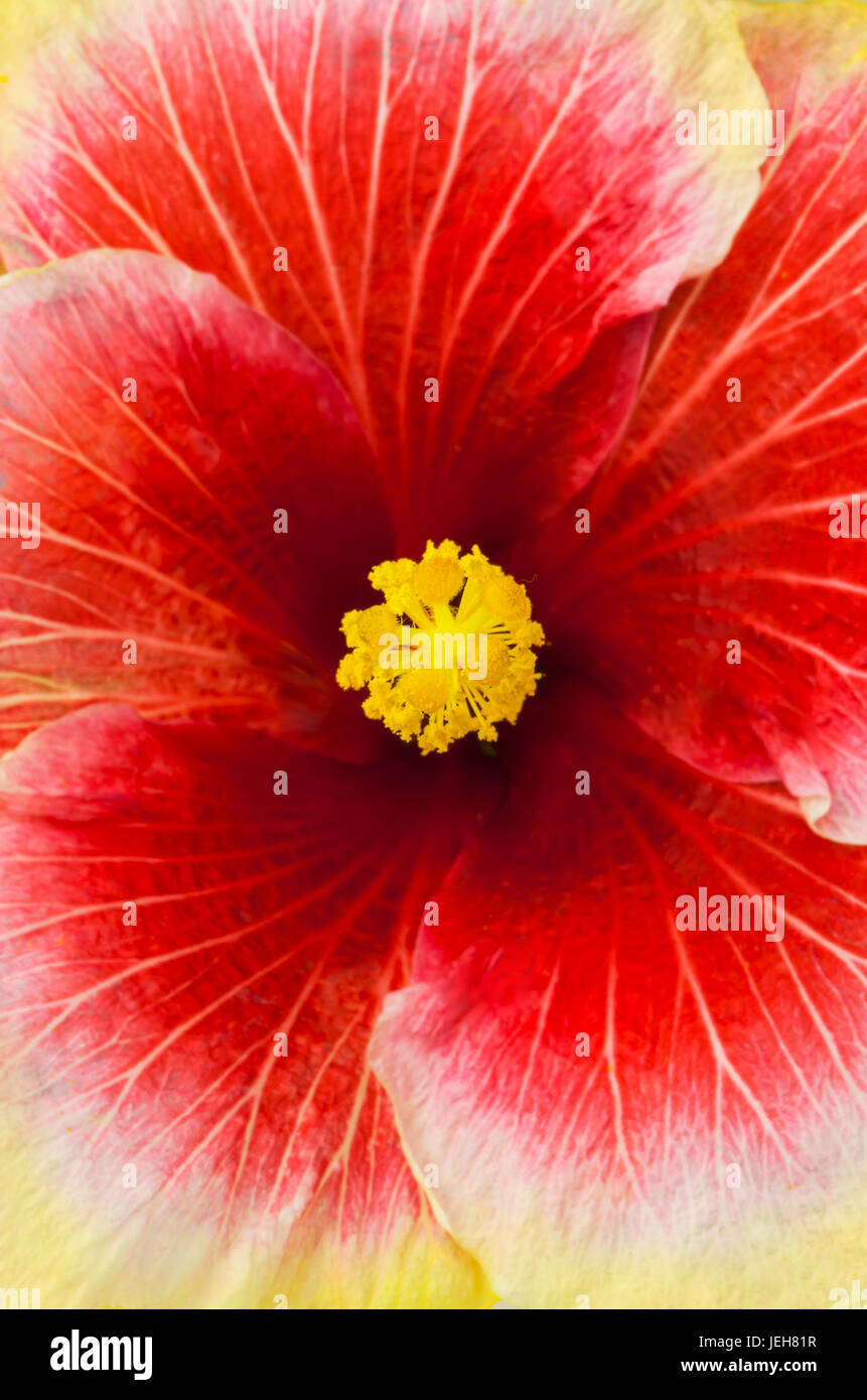 Close-up plan macro sur une belle fleur d'Hibiscus rouge et jaune ; Honolulu, Oahu, Hawaii, United States of America Banque D'Images