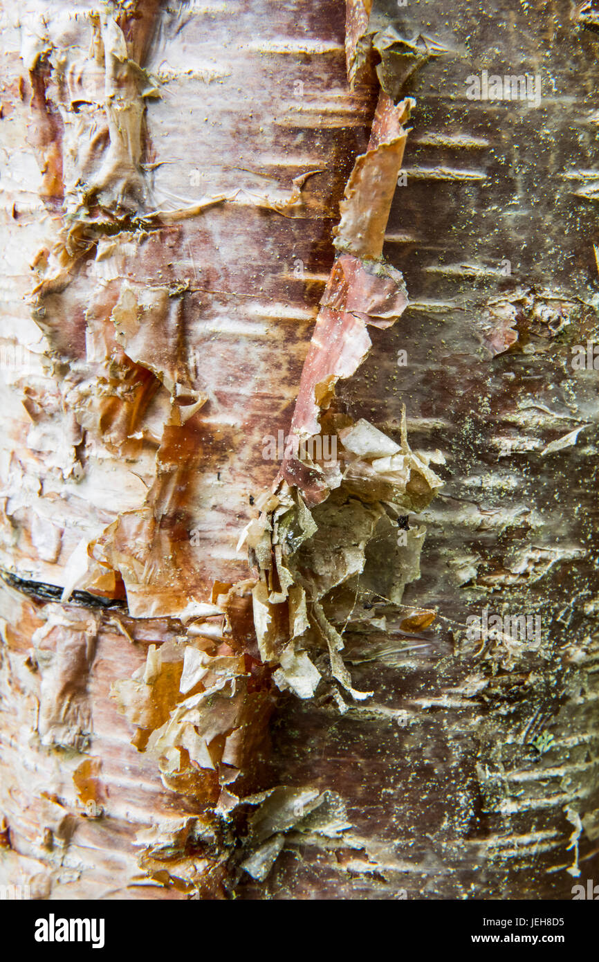 Détail de l'écorce de bouleau de peeling le tronc d'un arbre, Moose Pass, le centre-sud de l'Alaska ; Alaska, États-Unis d'Amérique Banque D'Images