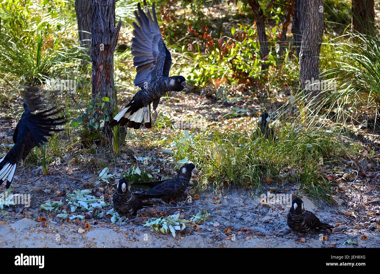 Troupeau de Carnaby's flying cacatoès noir Banque D'Images