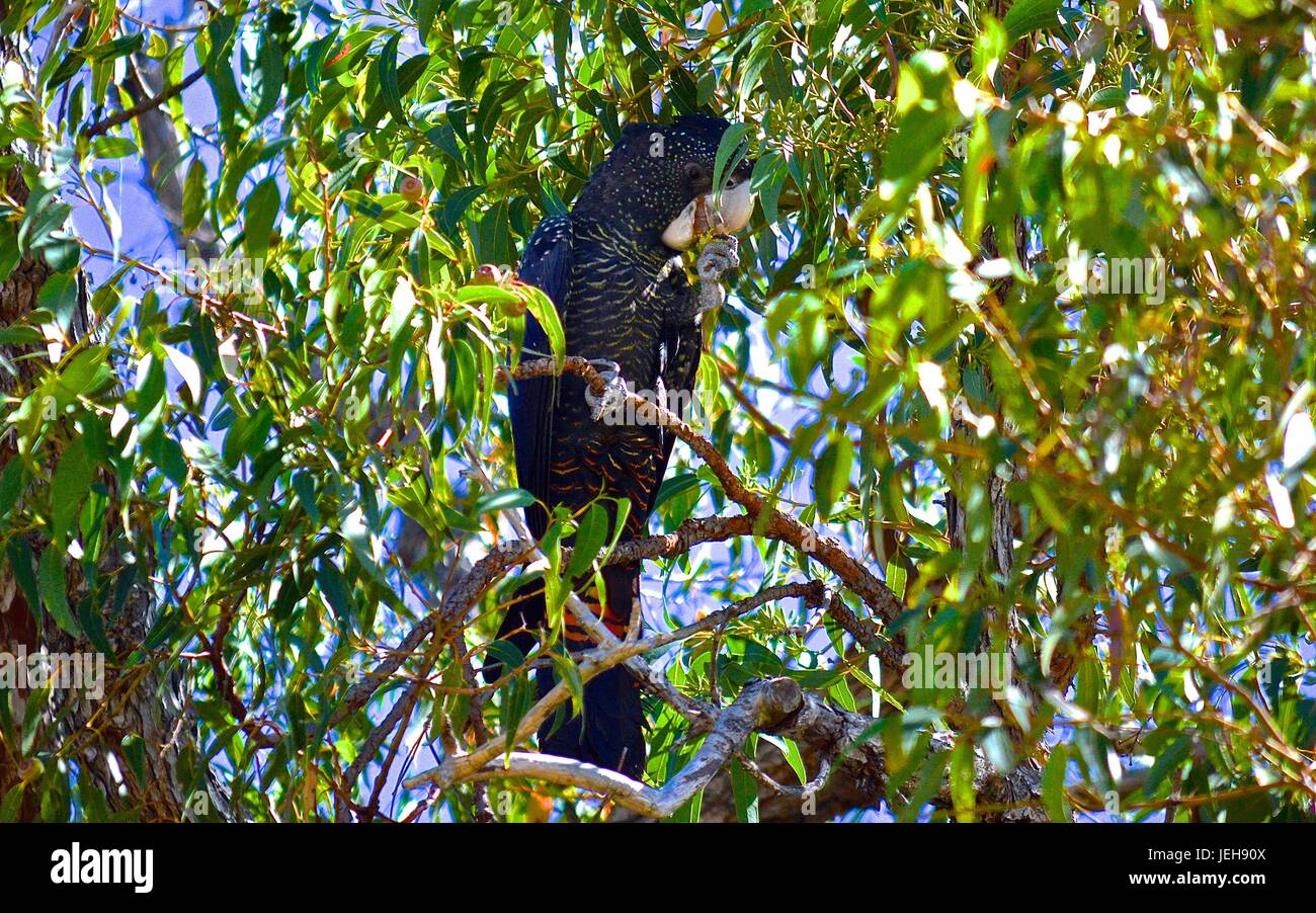 Feu arrière rouge cacatoès noir dans un arbre manger gumnuts Banque D'Images