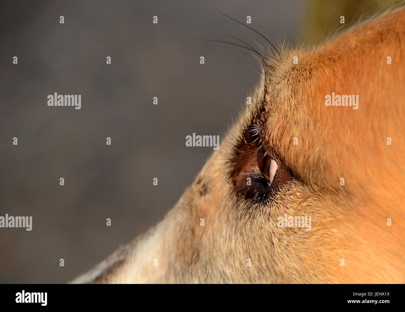 Vue latérale d'un barzoï' le visage de chien avec l'œil comme point d'attention. Banque D'Images
