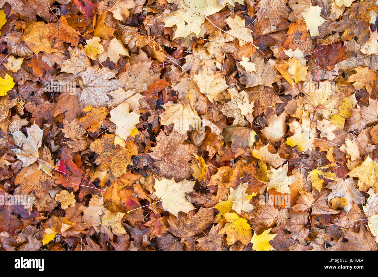 Les feuilles d'automne sur le sol Banque D'Images