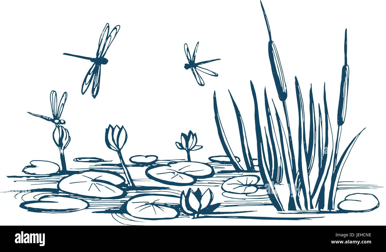 Nénuphar et roseaux sur l'étang Illustration de Vecteur
