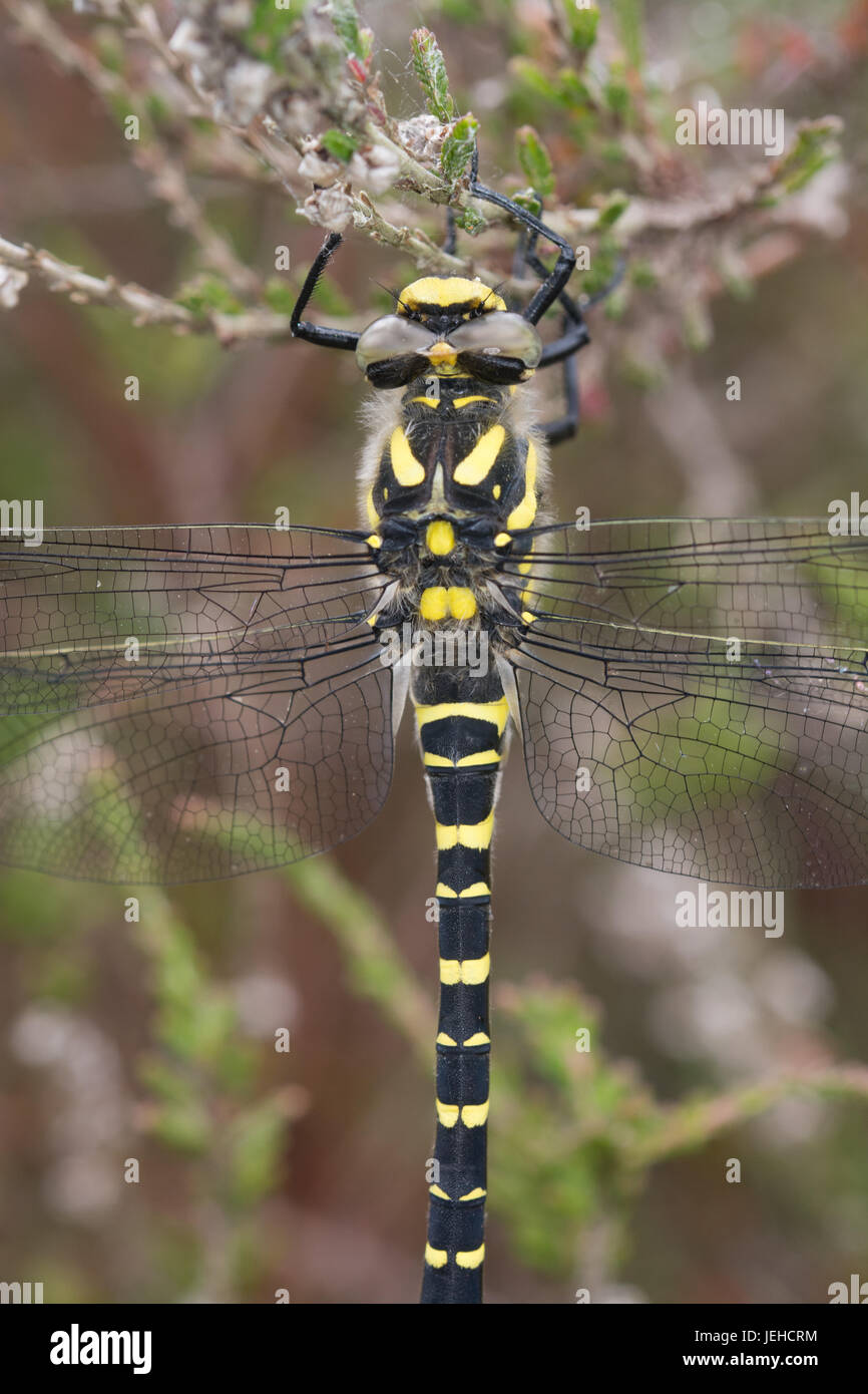 Close-up of golden-ringed dragonfly (Cordulegaster boltonii) Banque D'Images