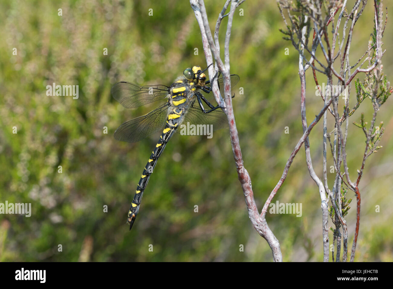 Close-up of golden-ringed dragonfly (Cordulegaster boltonii) Banque D'Images