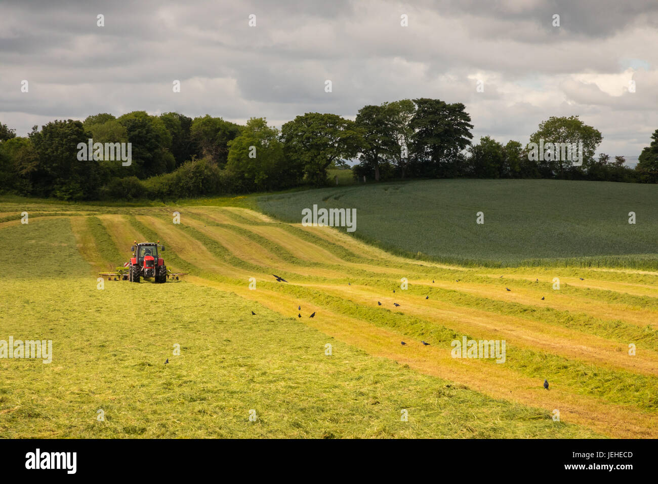 Tracteur agricole rouge coupe vallonné avec ciel nuageux Banque D'Images