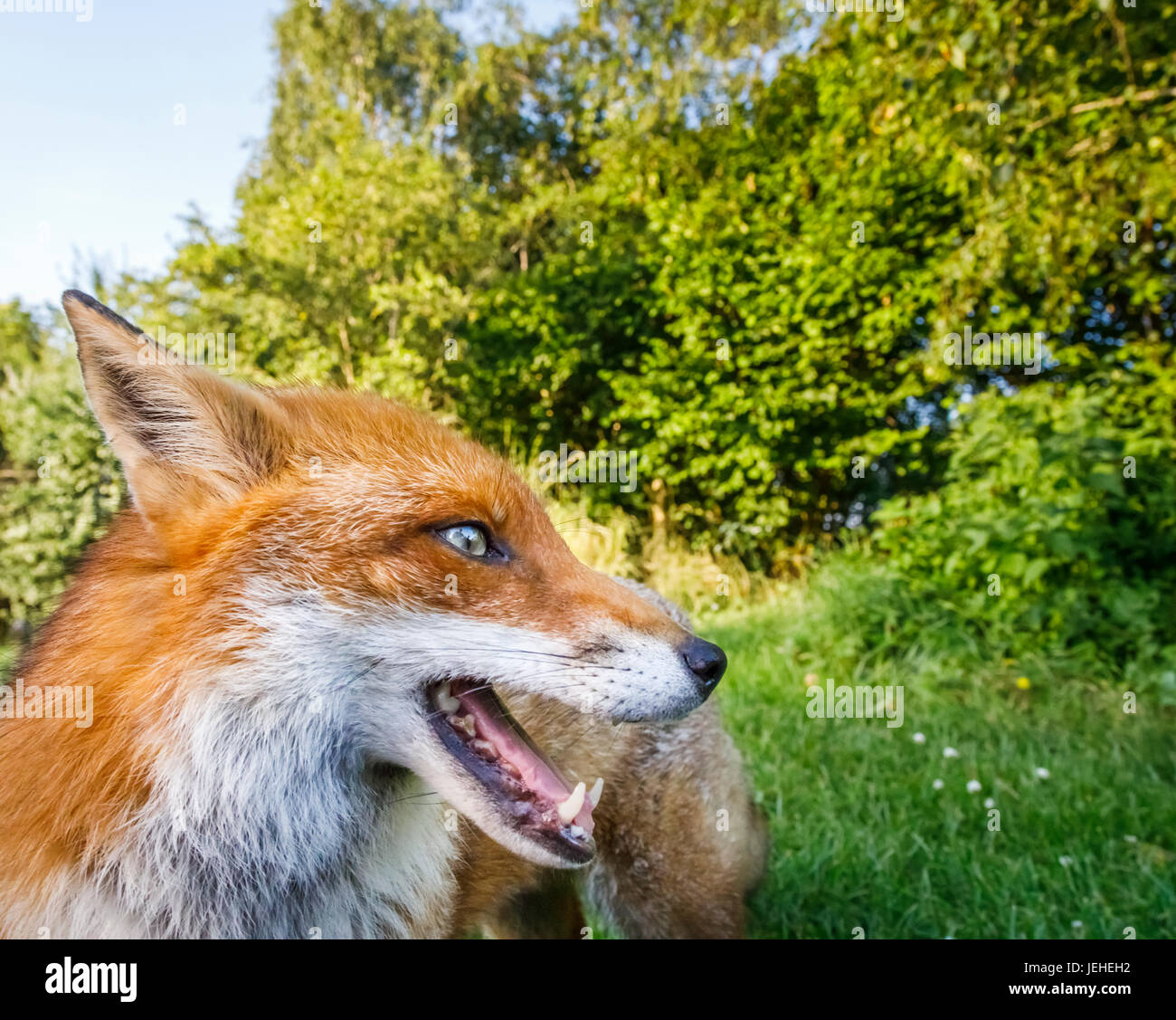Faune britannique : renard (Vulpes vulpes), British Wildlife Centre, Newchapelle, Lingfield, Surrey, Le Royaume-Uni a regardé de près, la tête et le visage avec la bouche ouverte Banque D'Images