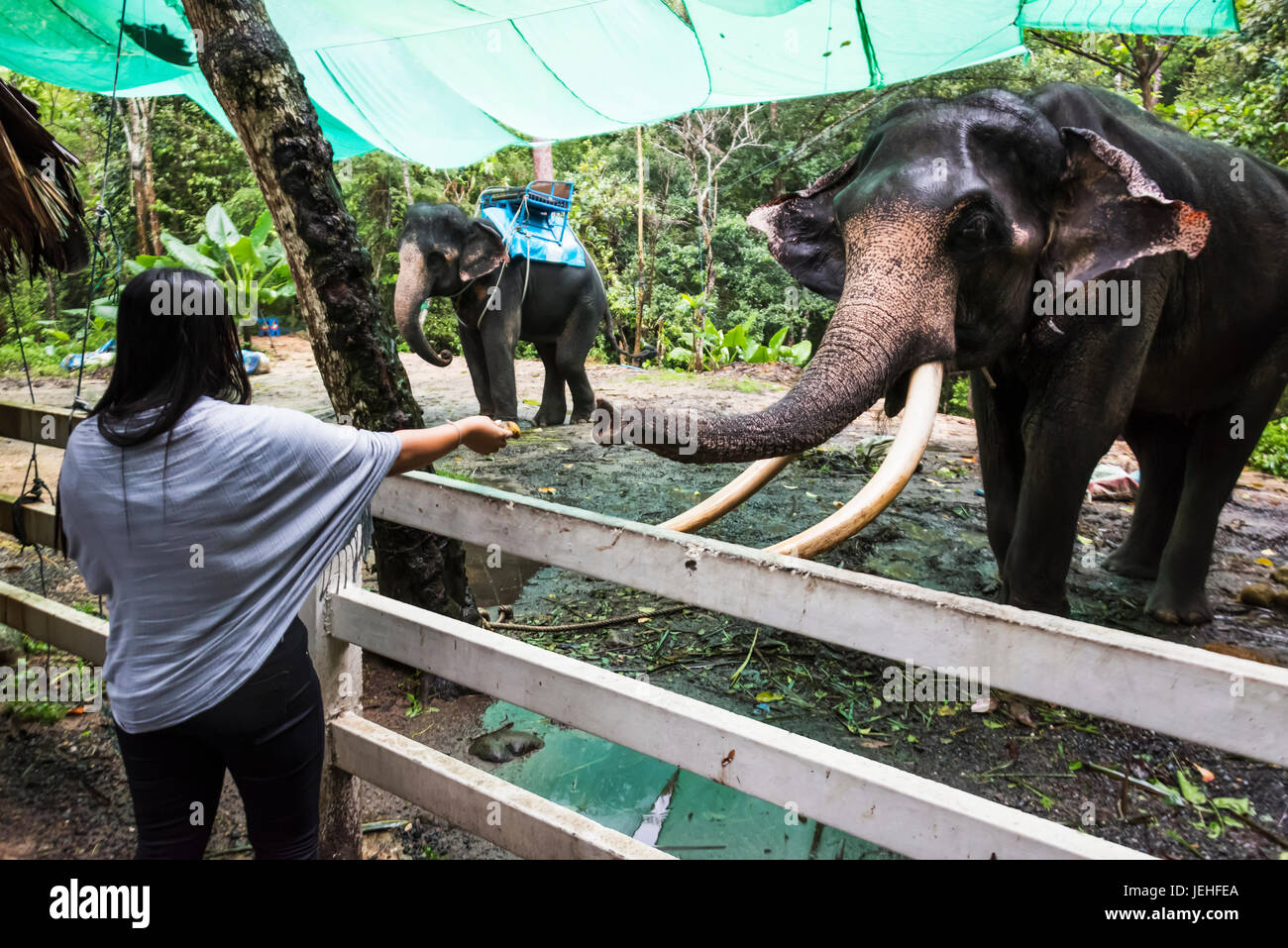 Une femme se dresse et tient la main pour nourrir un éléphant derrière une clôture à Na Muang Parc Safari ; Wat Chang Ko Samui, Surat Thani, Thaïlande Banque D'Images