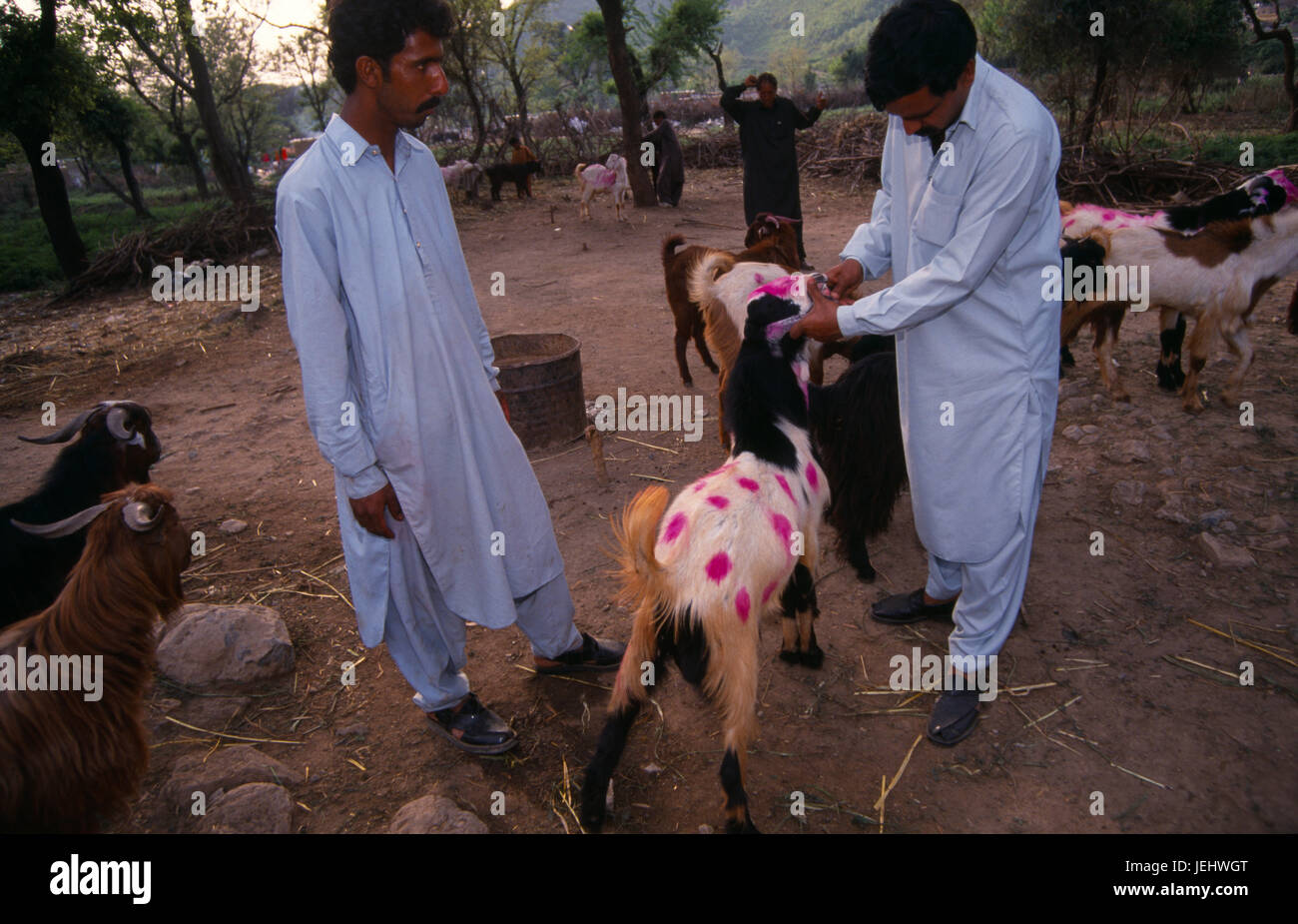 Le Pakistan, au nord d'Islamabad, l'Inspection de chèvres au marché pour le sacrifice rituel de l'aïd au festival . Banque D'Images