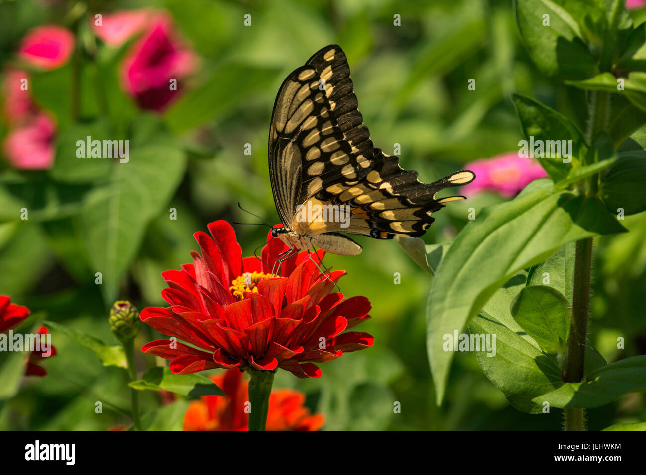 Grand porte-queue nectarine sur red Zinnia. Banque D'Images