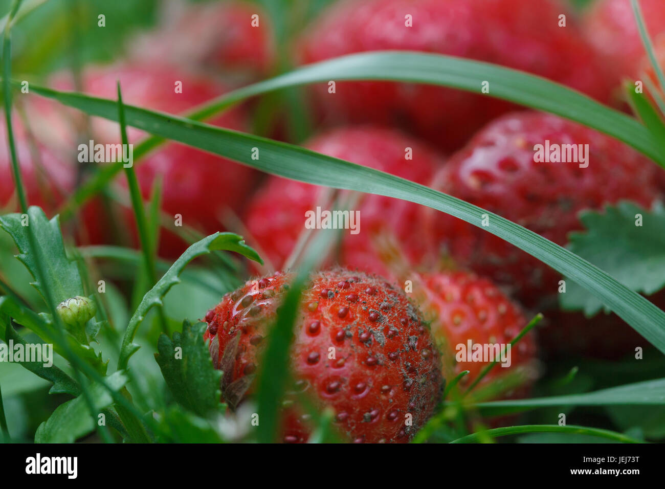 Bouquet de fraises et fruits des bois et d'herbe sur fond naturel, sale dessert biologiques crus Banque D'Images