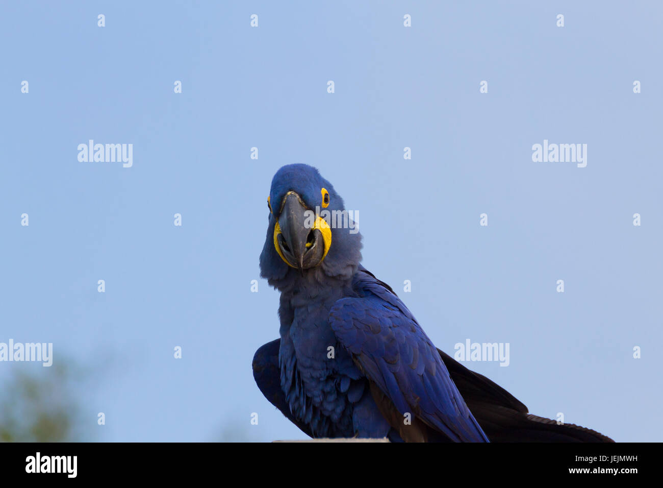 Couple d'Ara hyacinthe de Pantanal, Brésil. la faune brésilienne. plus grand perroquet dans le monde. Anodorhynchus hyacinthinus Banque D'Images