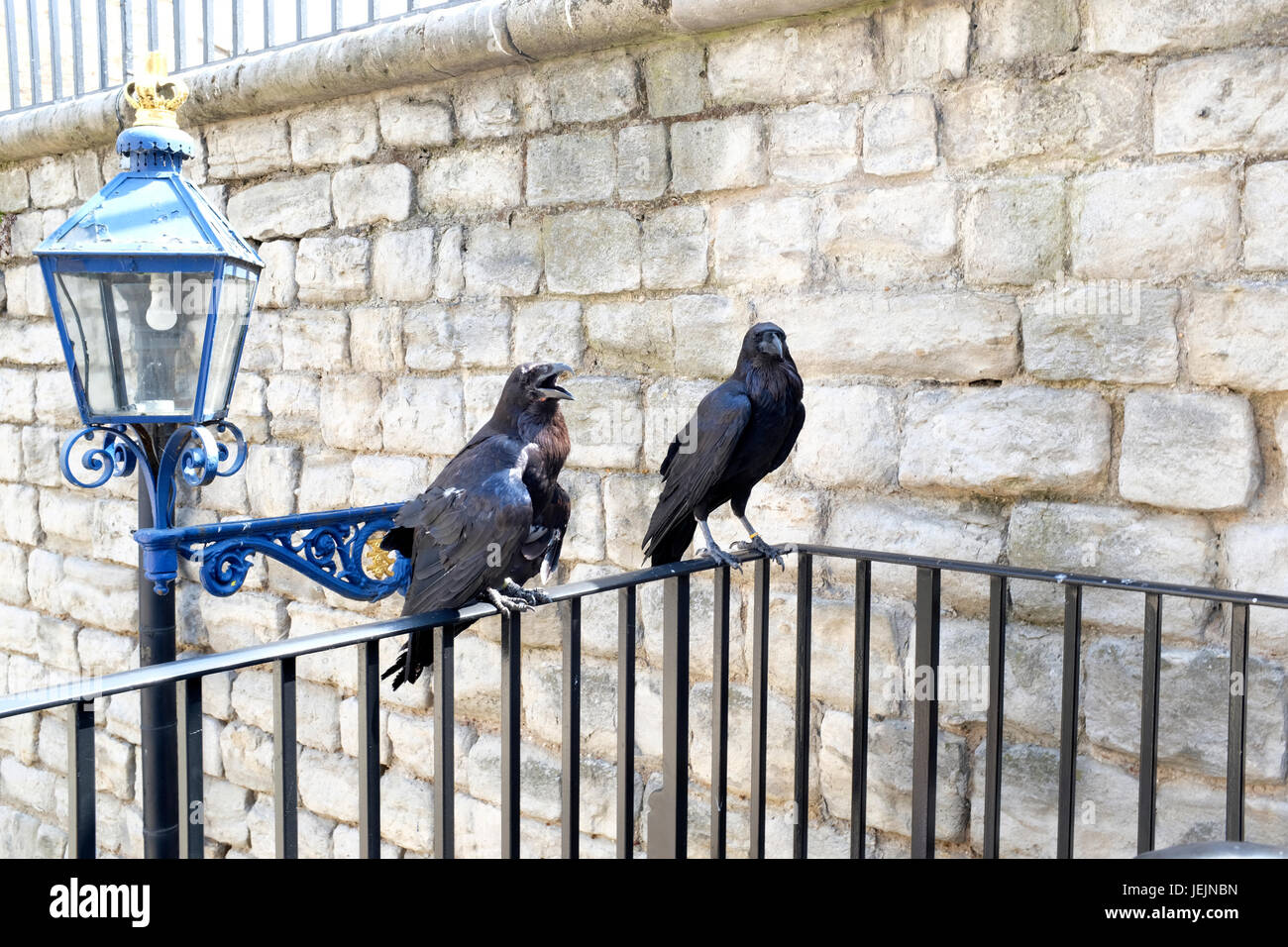 Deux corbeaux sur le garde-fou à la Tour de Londres Banque D'Images