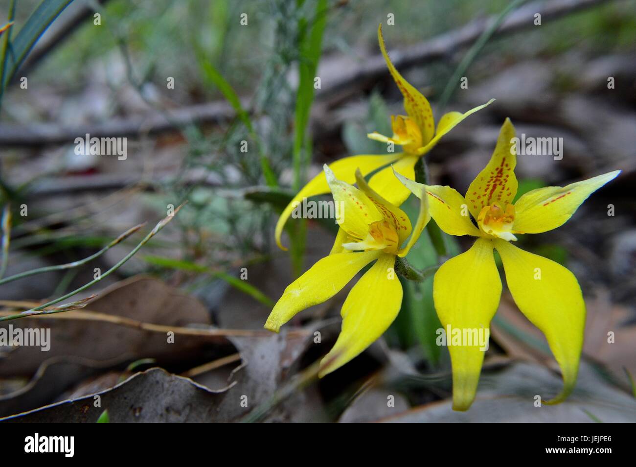 Native Orchid WA jaune Banque D'Images