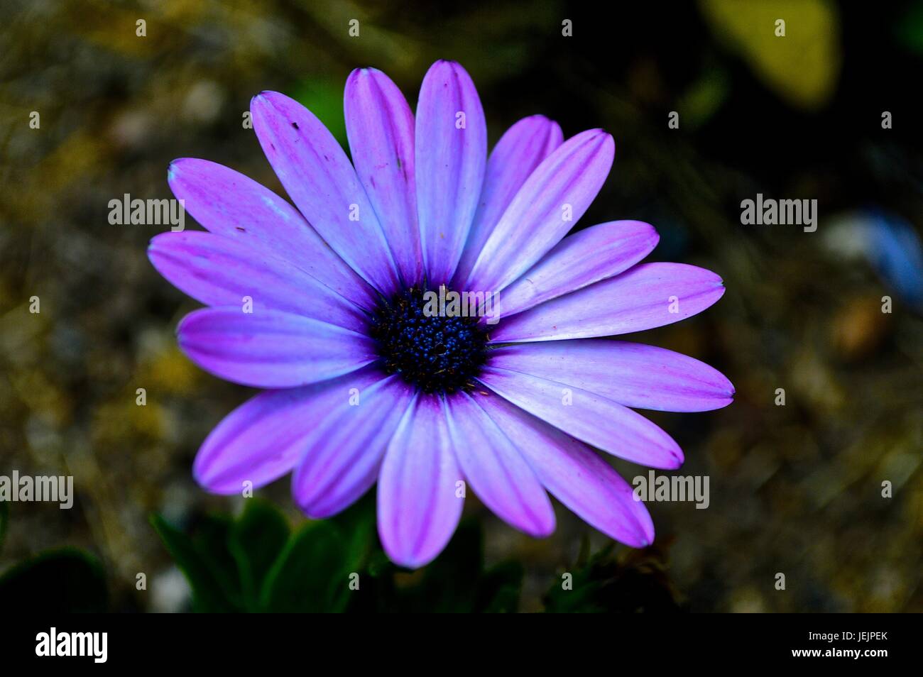 Fleur pourpre Banque D'Images