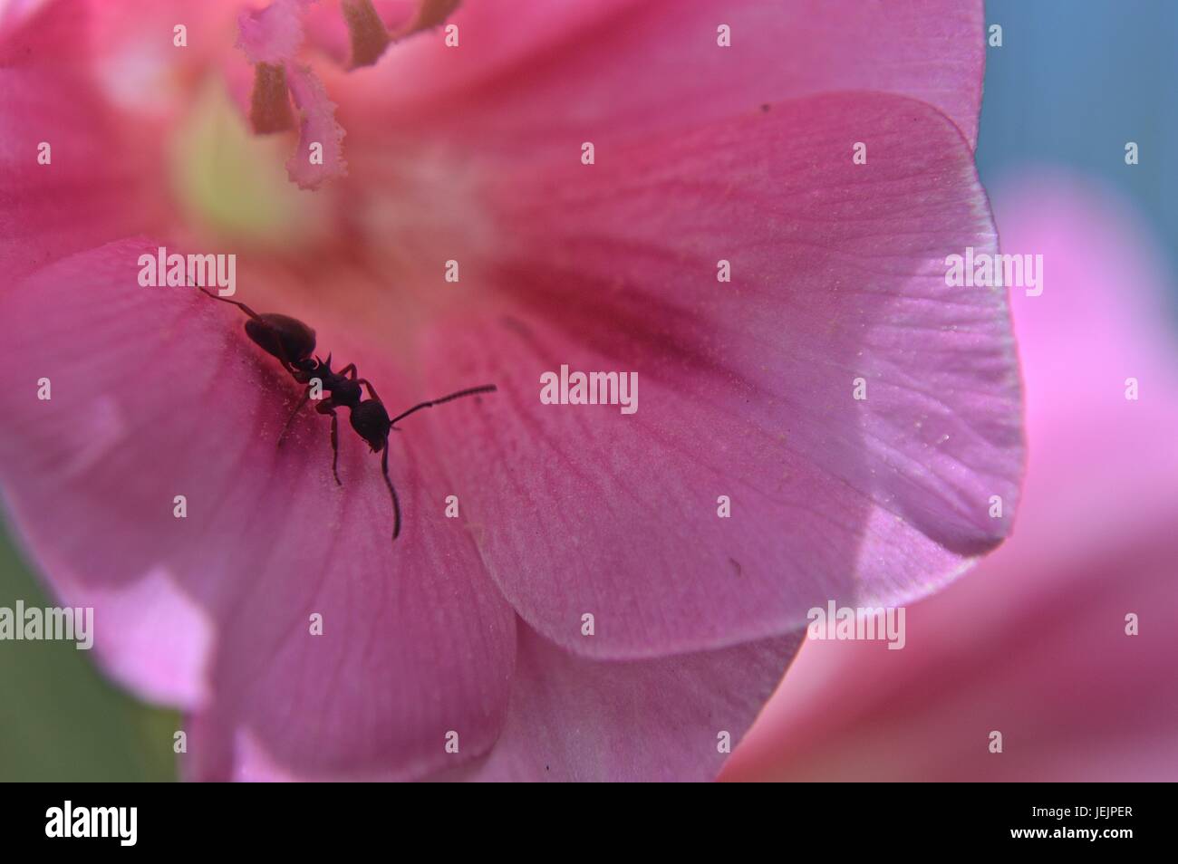 Native rose en forme de fleur herbe WA avec un taureau à l'intérieur de l'ant Banque D'Images