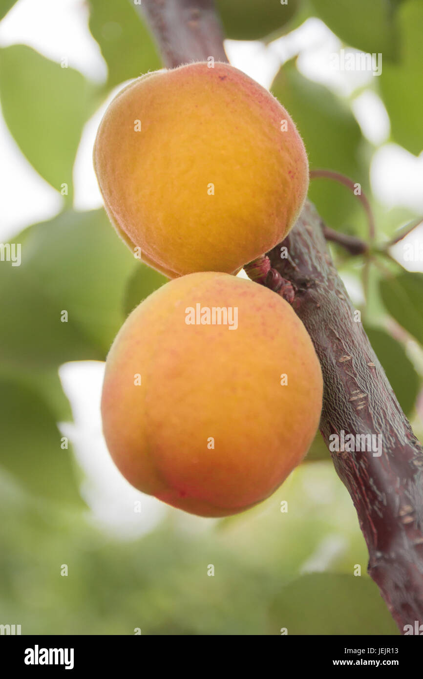 Abricots mûrissent sur l'arbre Banque D'Images