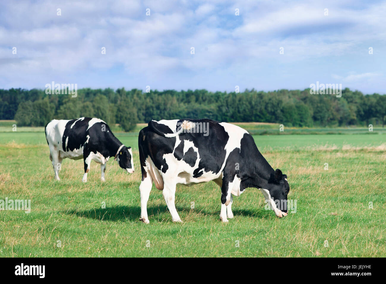 Vaches dans un pâturage Holstein-Frisian néerlandais vert gazon, forêt, ciel bleu et nuages. Banque D'Images