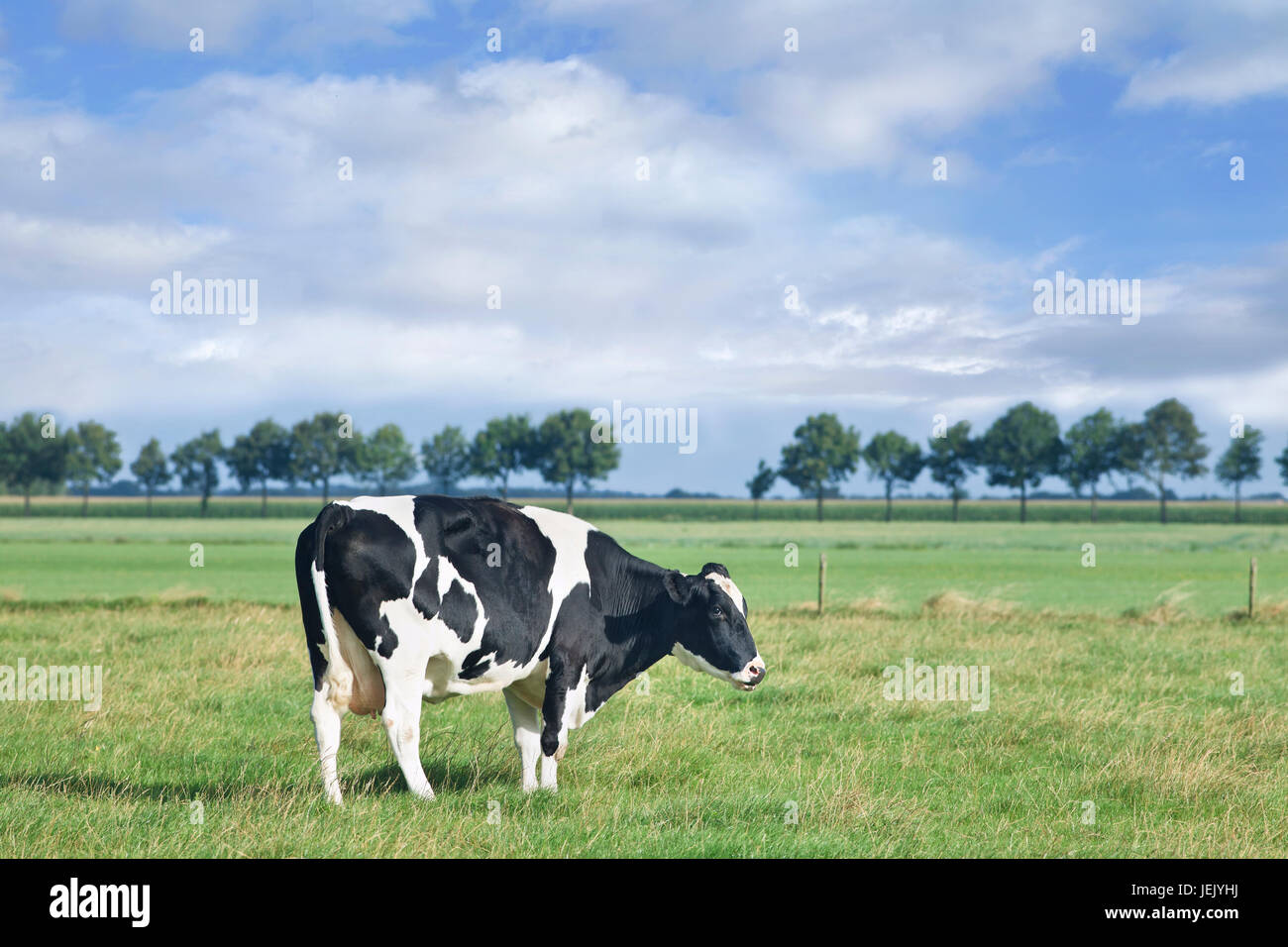 Vache Holstein-Frisian de pâturage se trouve dans un pré vert avec ciel bleu et nuages. Banque D'Images