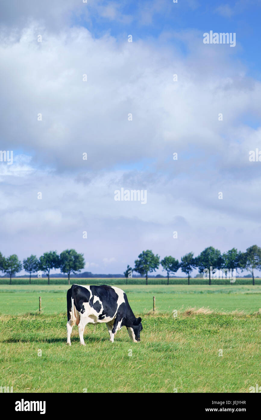 Holstein-Frisian pâturage pâturage vache dans un pré vert, rangée d'arbres, ciel bleu et nuages. Banque D'Images