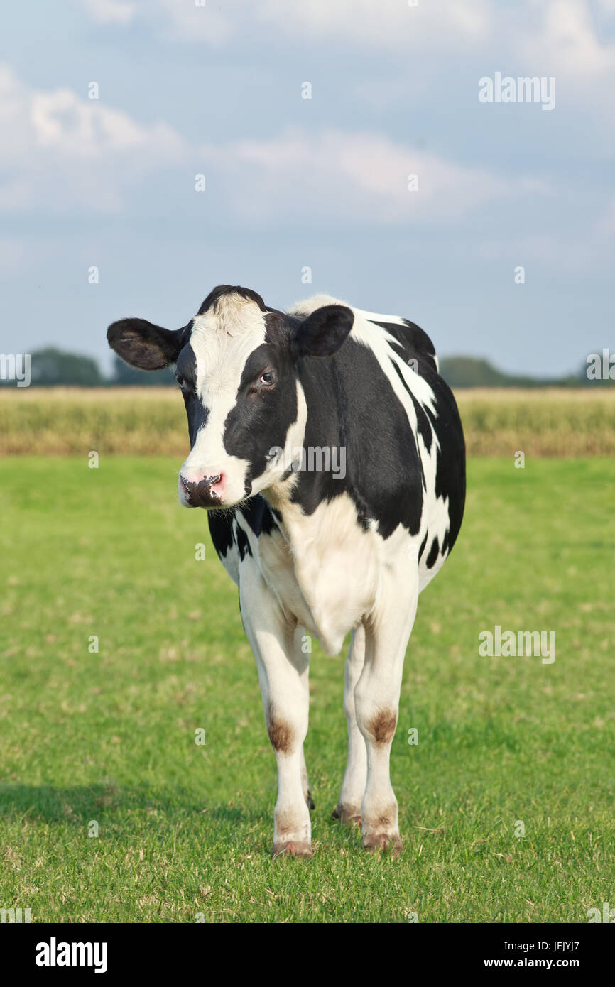 Les bovins Holstein dans un pré vert avec un champ sur l'arrière-plan, les Pays-Bas. Banque D'Images