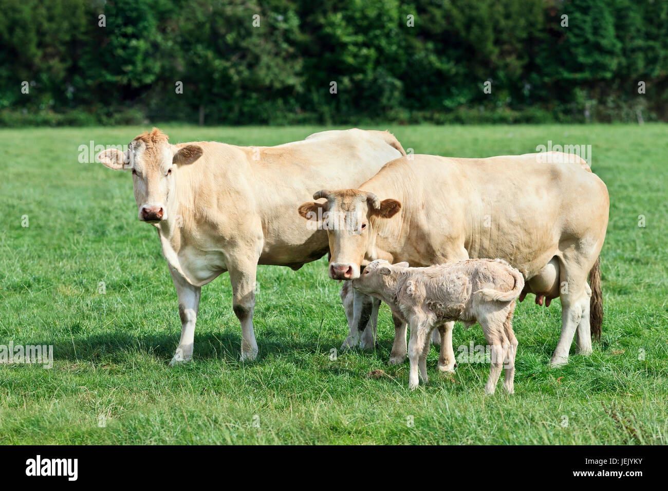 Deux vaches Blonde d'Aquitaine et d'un veau nouveau-né dans un pré vert frais Banque D'Images