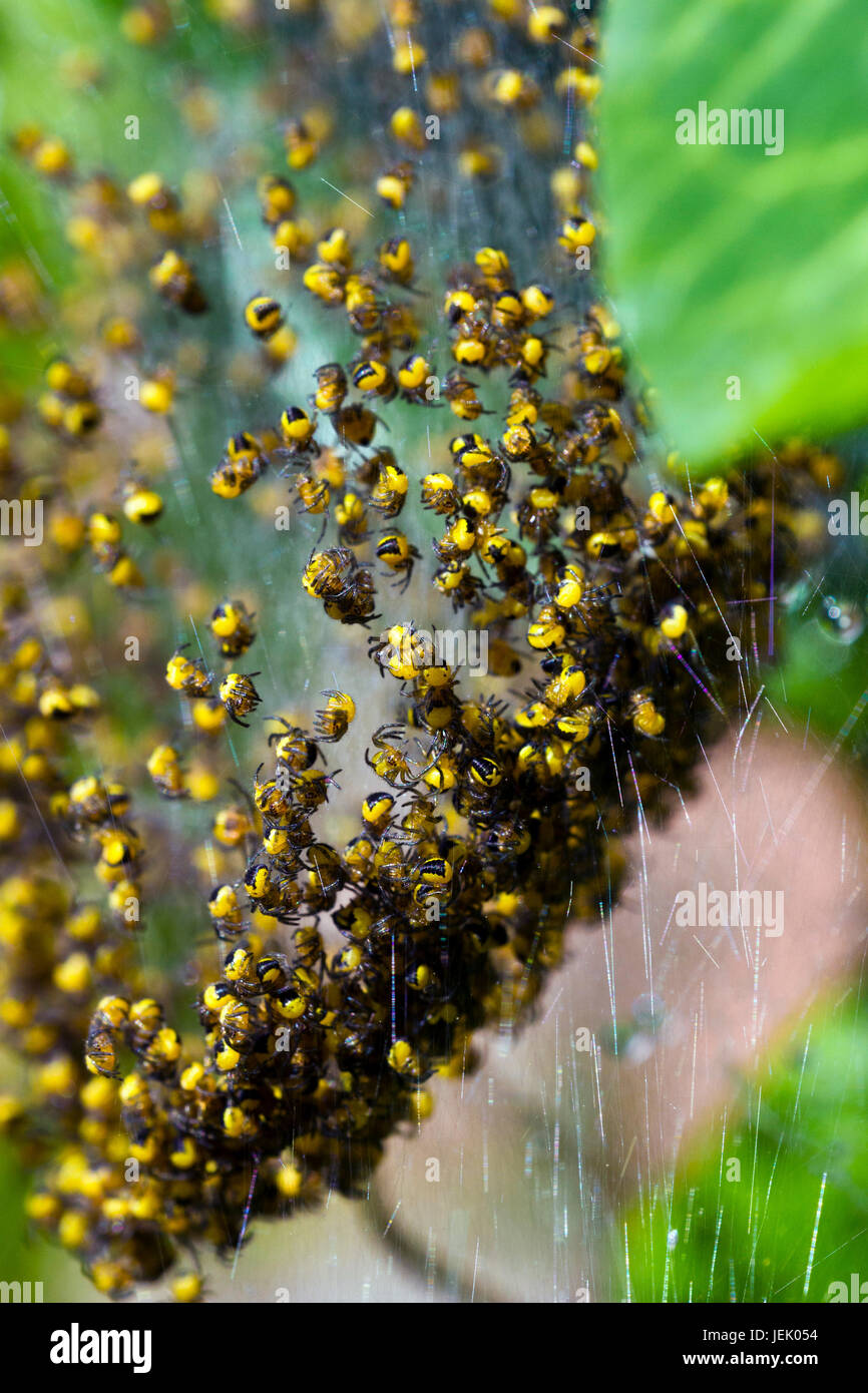 Jardin araignée européenne (Araneus diadematus) petits Banque D'Images