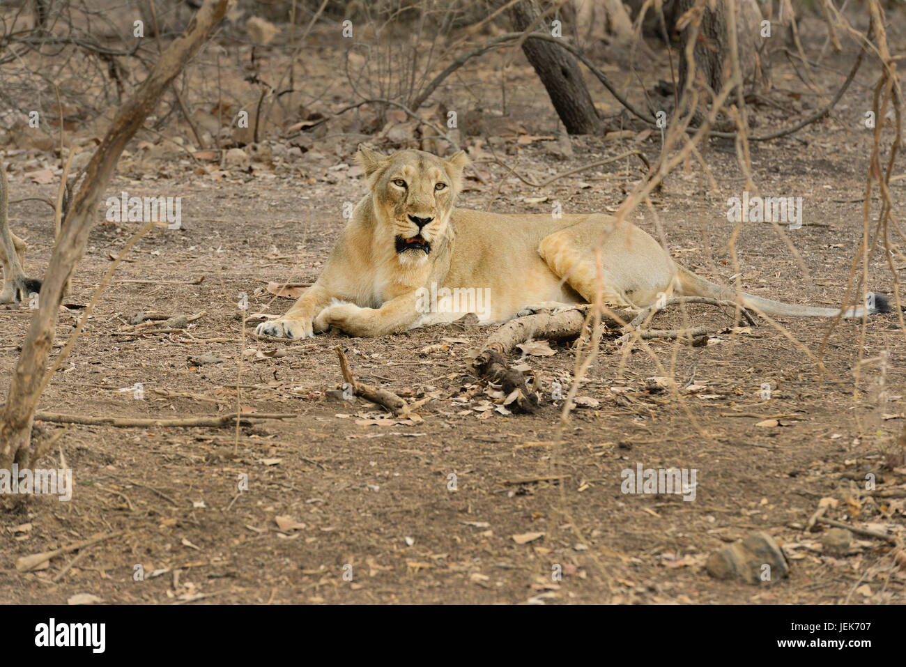 Lion dans le parc national de GIR, dans le Gujarat, Inde, Asie Banque D'Images