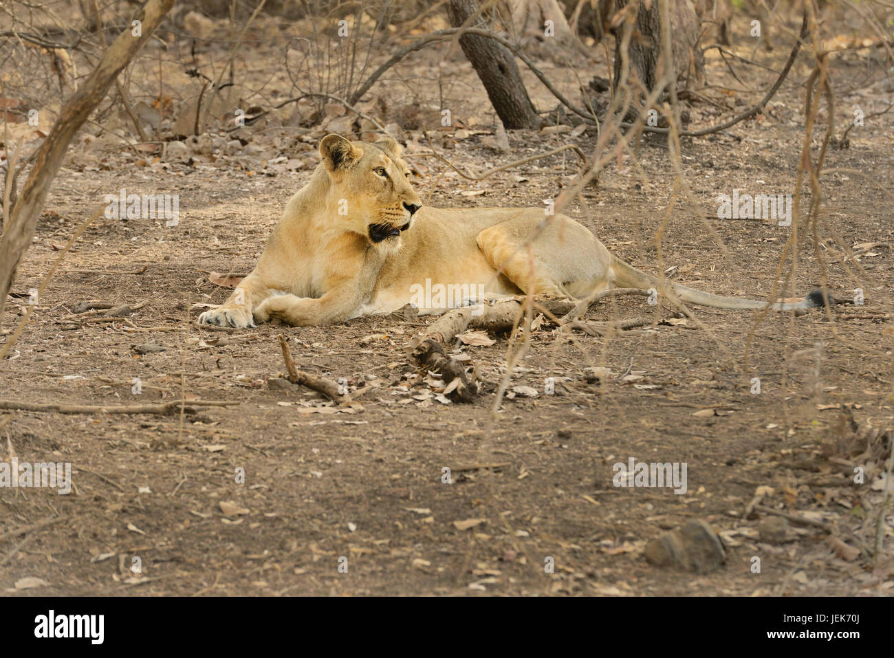 Lion dans le parc national de GIR, dans le Gujarat, Inde, Asie Banque D'Images