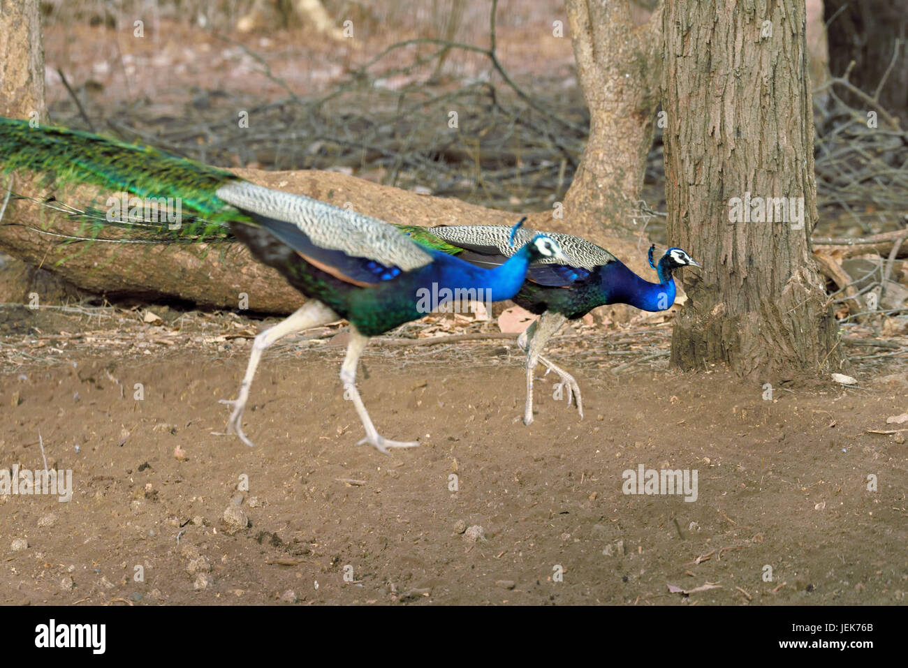 Peacock, parc national de GIR, dans le Gujarat, Inde, Asie Banque D'Images