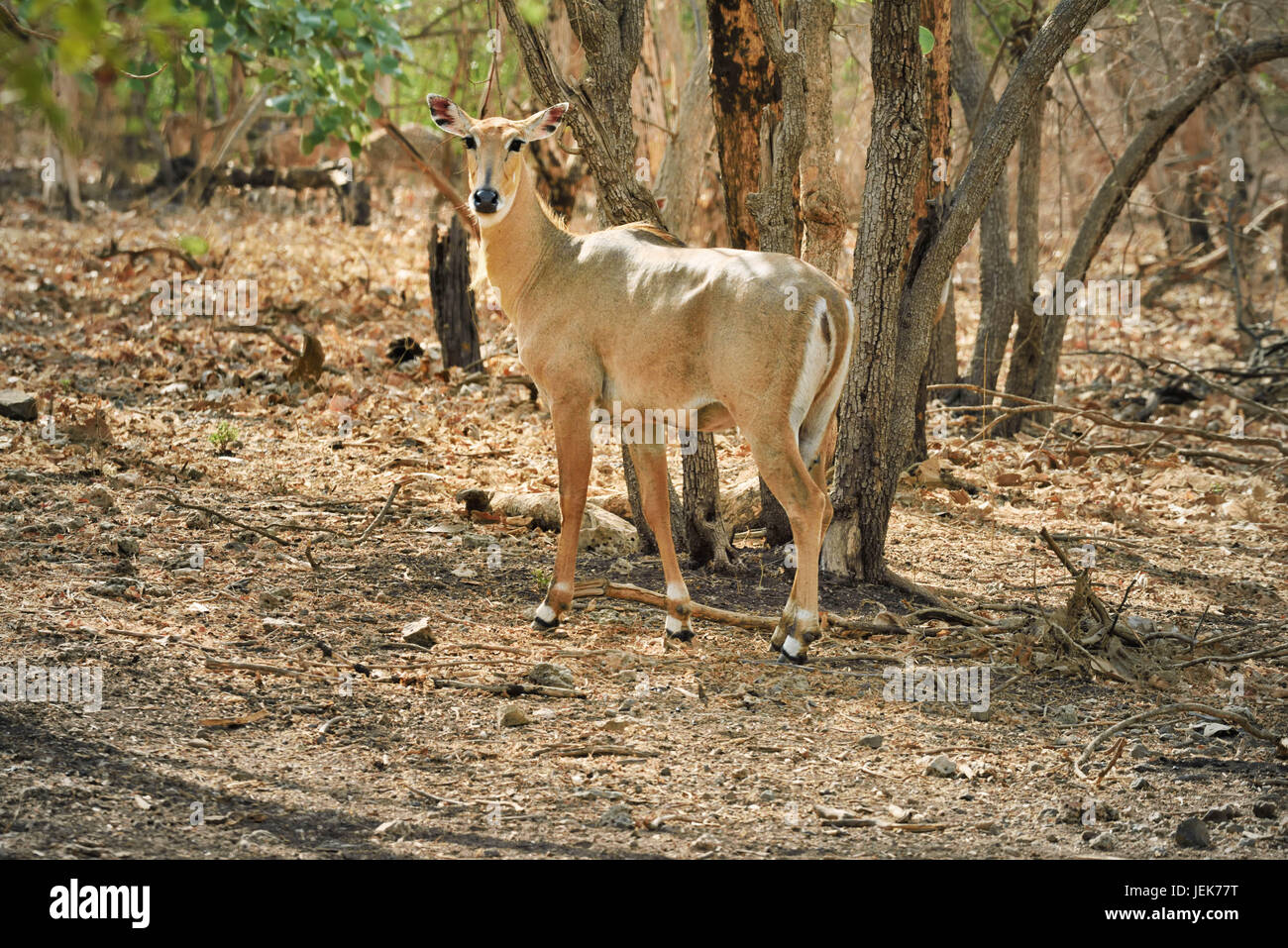 Nilgai, parc national sasan gir, dans le Gujarat, Inde, Asie Banque D'Images