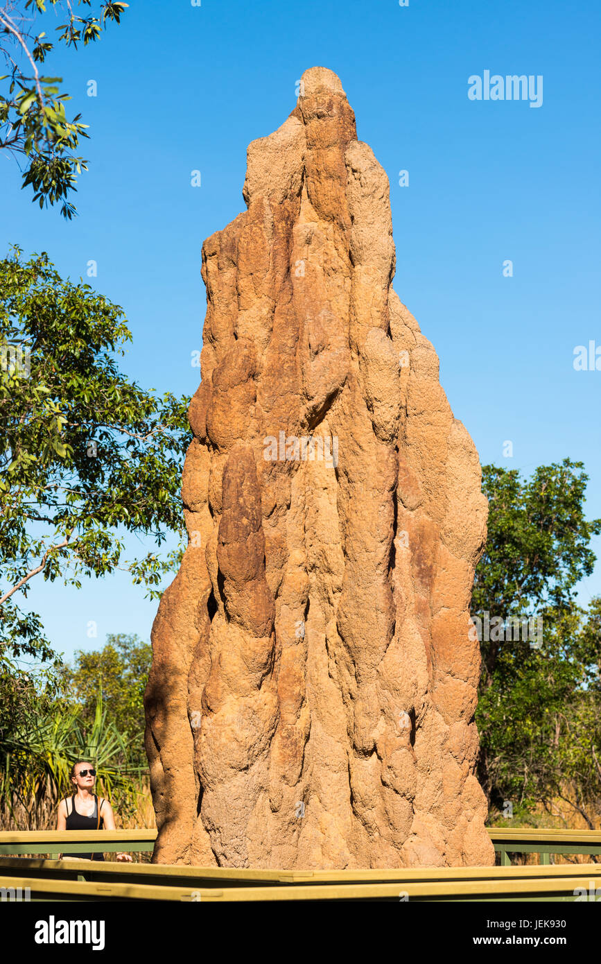 Termitière Cathédrale, Litchfield National Park, Territoire du Nord, Australie. Banque D'Images