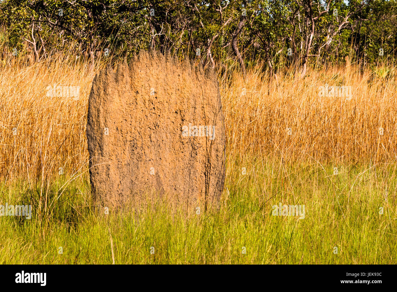 Termitières magnétiques (Amitermes meridionalis), Litchfield National Park, Territoire du Nord, Australie. Banque D'Images