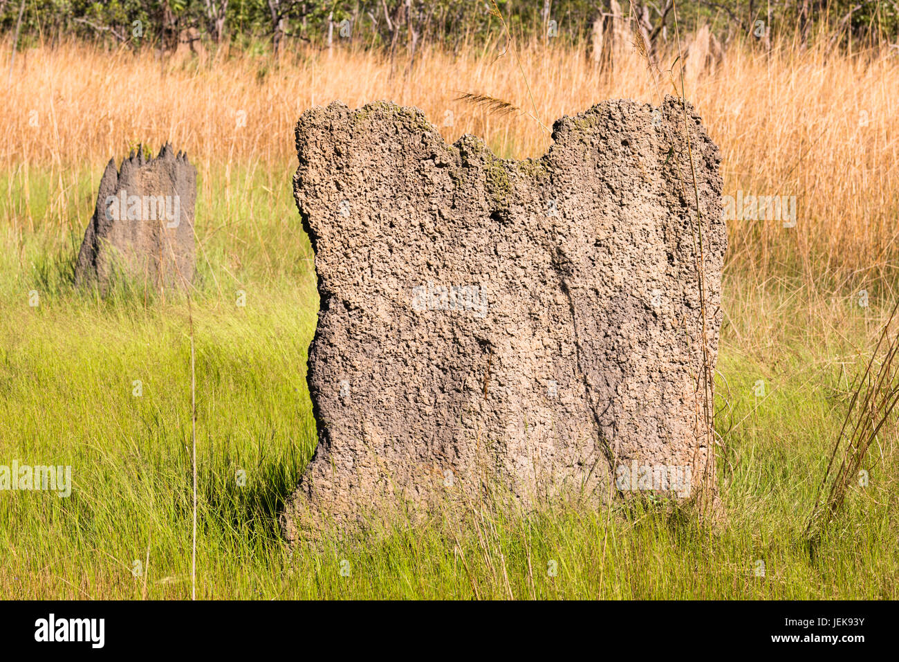 Termitières magnétiques (Amitermes meridionalis), Litchfield National Park, Territoire du Nord, Australie. Banque D'Images
