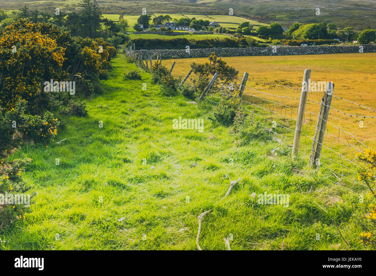 Une belle campagne irlandaise à côté d'une ferme. Banque D'Images