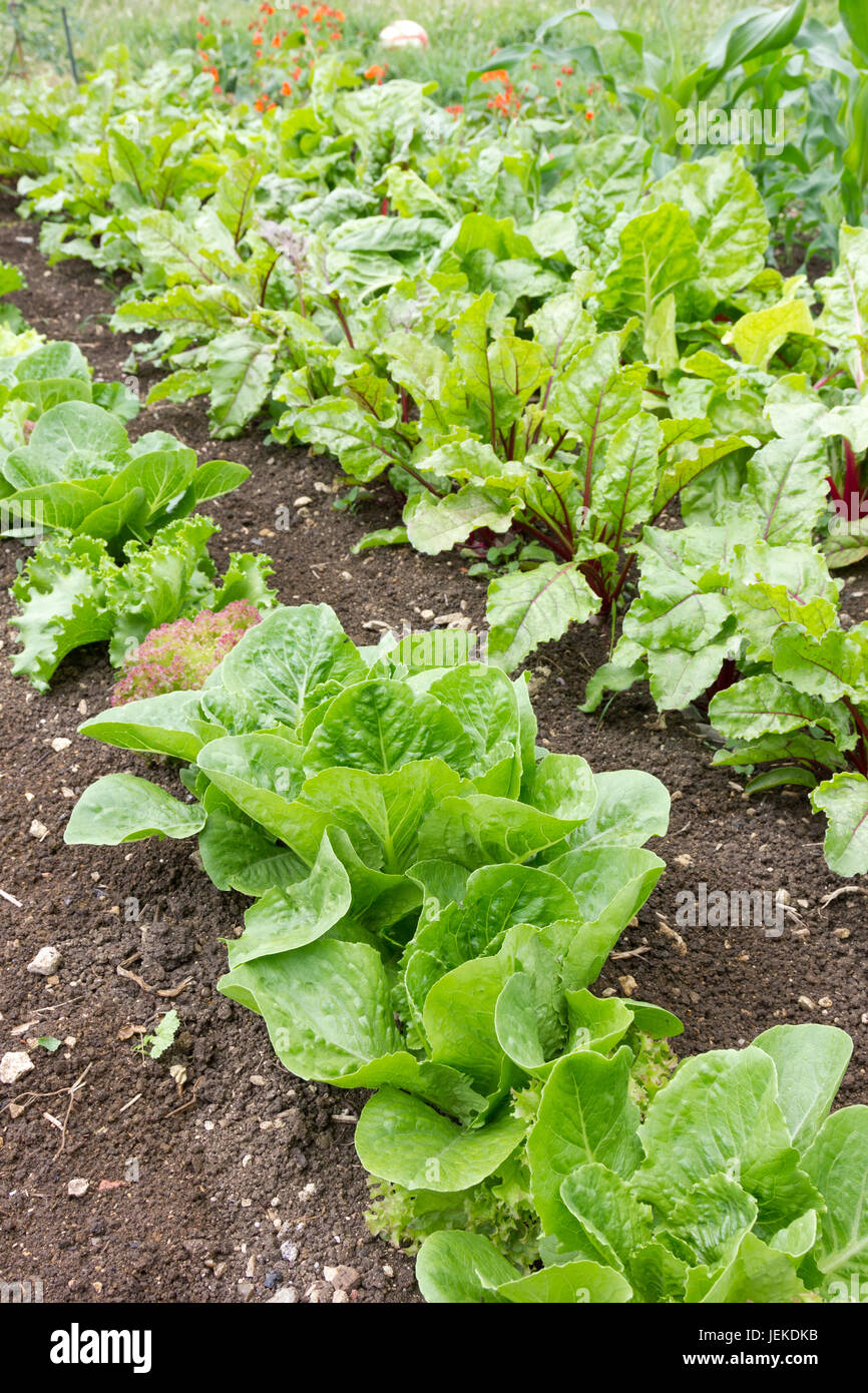 Potager avec de la laitue et autres salades growing Banque D'Images