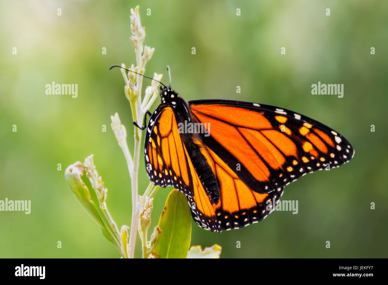 Papillon monarque sur une plante Banque D'Images