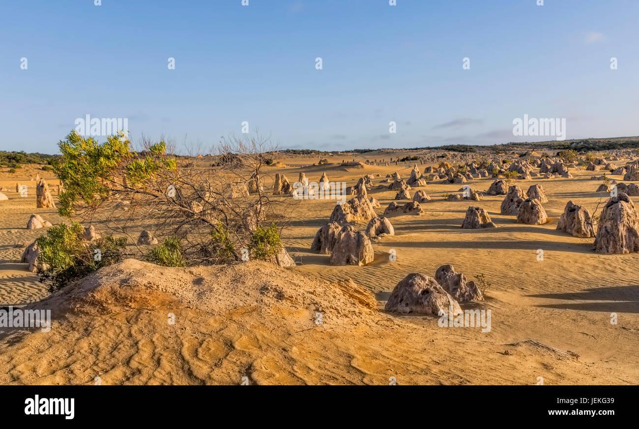 Les Pinnacles, le Parc National de Nambung, Perth, Western Australia, Australia Banque D'Images