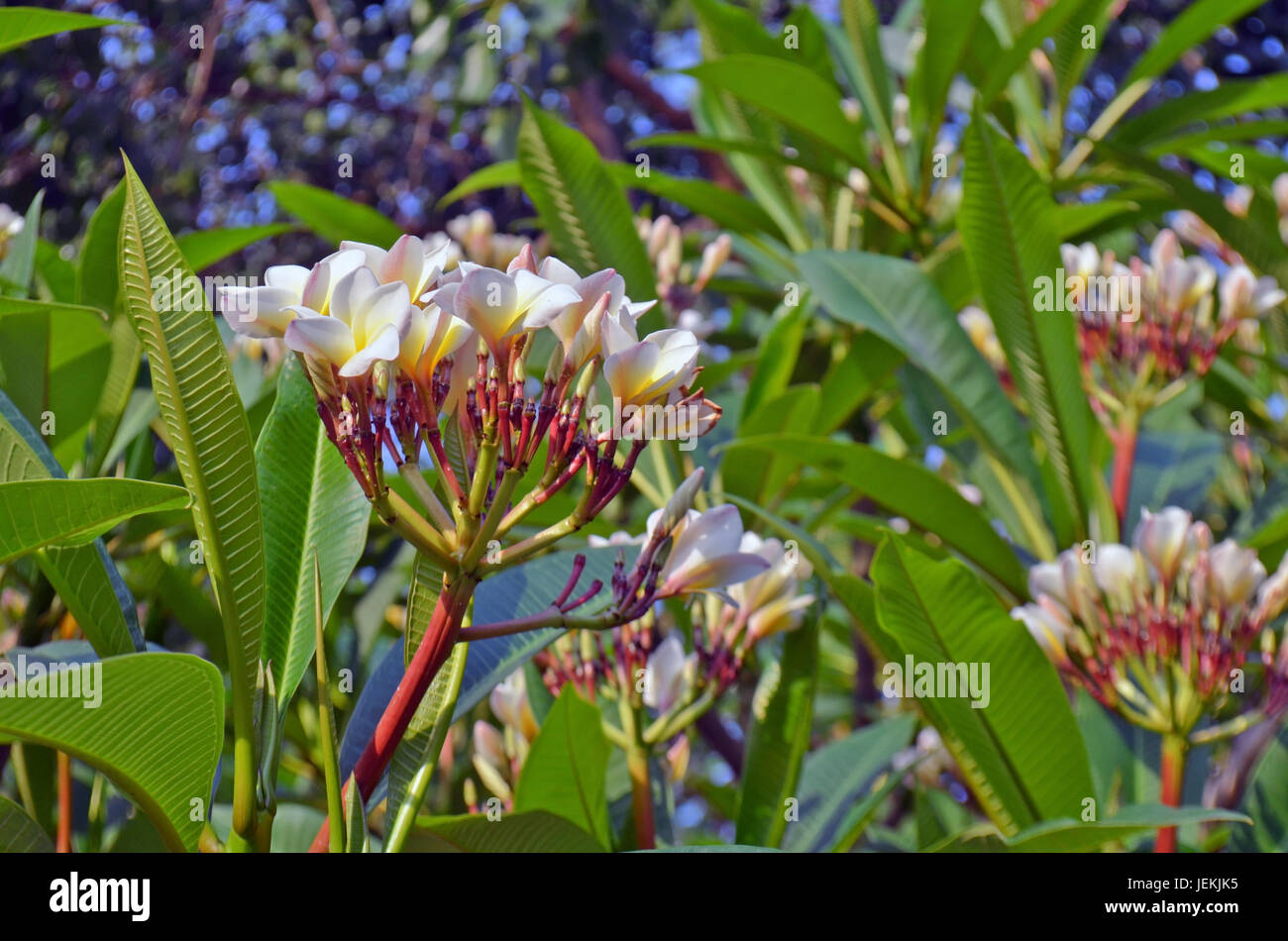 Plumeria Tropical flower blanc à Lumbini, Népal. Close up Banque D'Images